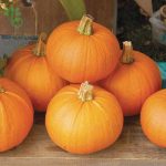 بذر کدو تنبل پای  جدید انگلیسی یا نیوانگلند (New England Pie Pumpkin)