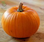 بذر کدو تنبل پای  جدید انگلیسی یا نیوانگلند (New England Pie Pumpkin)