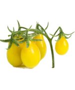 بذر گوجه فرنگی چری زرد گلابی یا گوجه لامپی (Yellow Pear Tomato)