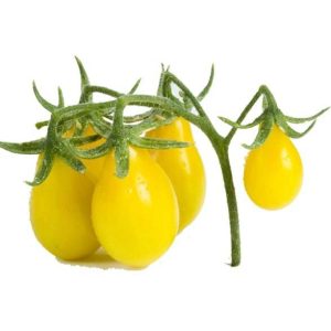 بذر گوجه فرنگی چری زرد گلابی یا گوجه لامپی (Yellow Pear Tomato)