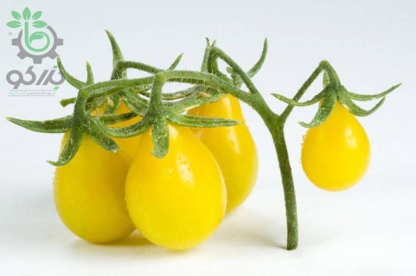 بذر گوجه فرنگی چری زرد گلابی یا گوجه لامپی (Yellow Pear Tomato)