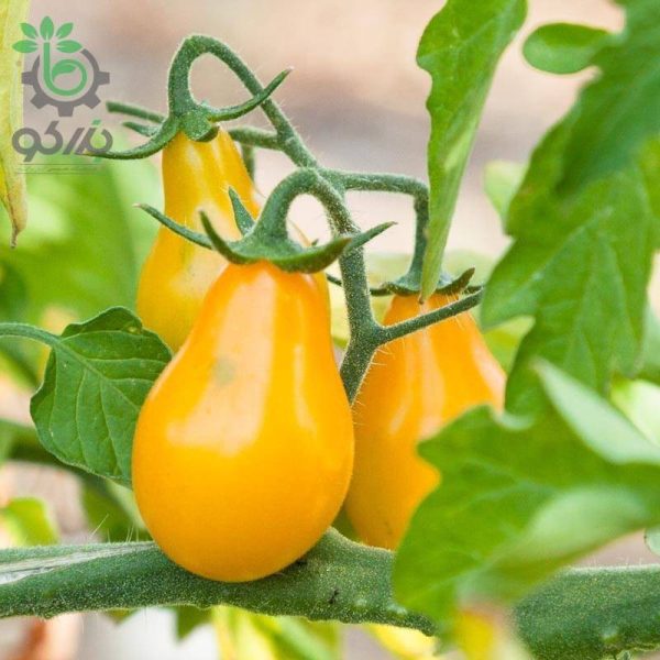 بذر گوجه فرنگی چری زرد گلابی یا گوجه لامپی (Yellow Pear Tomato)