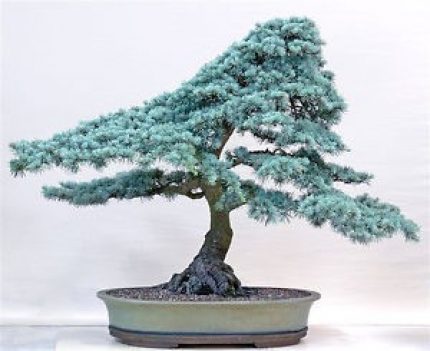 بذر نوئل نقره ای (Blue spruce bonsai)