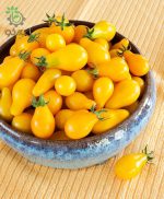 بذر گوجه فرنگی چری زرد گلابی یا گوجه لامپی (Yellow Pear Tomato)