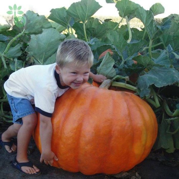 بذر کدو تنبل گوزن بزرگ (Big Moose Pumpkin)
