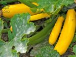 بذر کدو زرد طلایی (Golden zucchini)