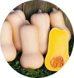 بذر کدو گردوی سفید والتهام (Waltham Butternut Squash)