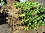 بذر کلم بروکسل دیابلو (Diablo Brussels Sprouts)