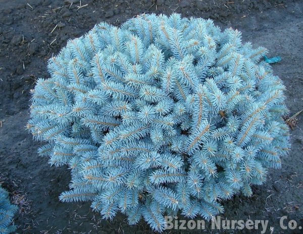 بذر نوئل نقره ای (Blue spruce bonsai)