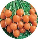 بذر هویج اطلس یا بچه هویج (Atlas Carrot)