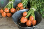 بذر هویج اطلس یا بچه هویج (Atlas Carrot)