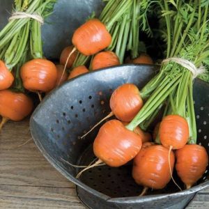 بذر هویج اطلس یا بچه هویج (Atlas Carrot)