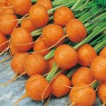 بذر هویج اطلس یا بچه هویج (Atlas Carrot)