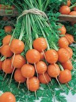 بذر هویج اطلس یا بچه هویج (Atlas Carrot)