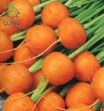 بذر هویج اطلس یا بچه هویج (Atlas Carrot)