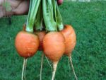 بذر هویج اطلس یا بچه هویج (Atlas Carrot)