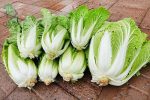 بذر کاهو چینی مینیوت (Chinese Cabbage Minuet)
