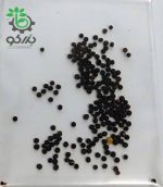 بذر کاهو چینی مینیوت (Chinese Cabbage Minuet)