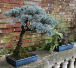 بذر نوئل نقره ای (Blue spruce bonsai)