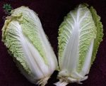 بذر کاهو چینی مینیوت (Chinese Cabbage Minuet)
