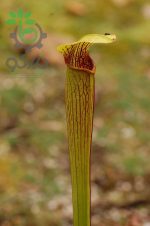 بذر گیاه گوشت خوار ساراسنیا شولاکفلانزه روبرا (Sarracenia Schlauchpflanze rubra)