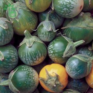 بذر بادمجان سبز آبلونگ لائوسی (Lao Green Stripe)