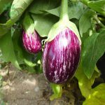 بذر بادمجان کالیوپ (CALLIOPE EGGPLANT)