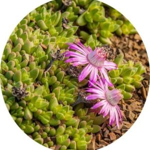 بذر گیاه کمیاب آنتیمیما پیگمایا (Antimima pygmaea)