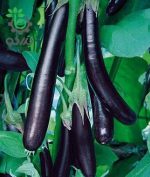 بذر بادمجان کشیده قلمی ژاپنی (Eggplant Long black)