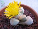 بذر ساکولنت زیبای لاپیداریا مارگارتائه (Lapidaria margaretae)