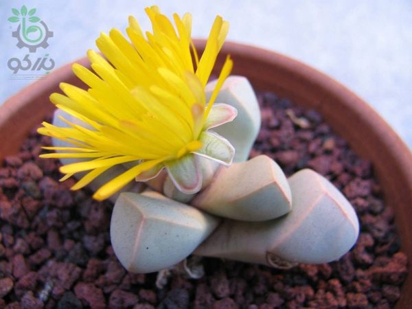 بذر ساکولنت زیبای لاپیداریا مارگارتائه (Lapidaria margaretae)