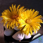 بذر ساکولنت زیبای لاپیداریا مارگارتائه (Lapidaria margaretae)