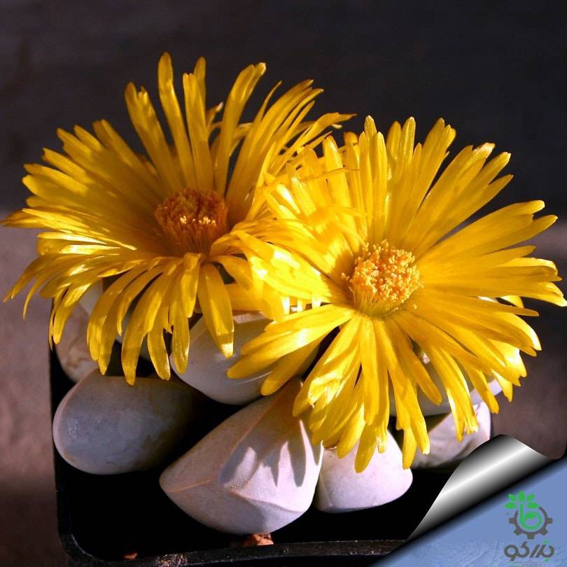 بذر ساکولنت زیبای لاپیداریا مارگارتائه (Lapidaria margaretae) بذر ساکولنت زیبای لاپیداریا مارگارتائه (Lapidaria margaretae)