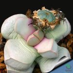 بذر ساکولنت زیبای لاپیداریا مارگارتائه (Lapidaria margaretae)