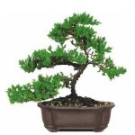 بذر juniper bonsai tree