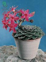 بذر ساکولنت کمیاب گراپتوپتالوم بلوس (Graptopetalum bellum Tacitus bellus)