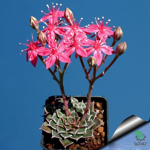 بذر ساکولنت کمیاب گراپتوپتالوم بلوس (Graptopetalum bellum Tacitus bellus)