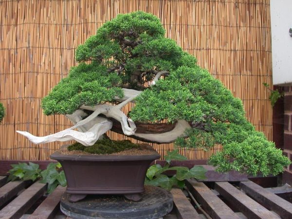 بذر juniper bonsai tree