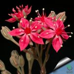 بذر ساکولنت کمیاب گراپتوپتالوم بلوس (Graptopetalum bellum Tacitus bellus)
