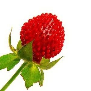 بذر توت فرنگی هندی توت فرنگی مقلد (Indian strawberry)