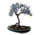 بذر درخت بونسای پالونیا یا درخت پرنسس (paulownia)