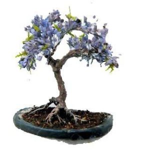 بذر درخت بونسای پالونیا یا درخت پرنسس (paulownia)