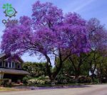 بذر درخت بونسای پالونیا یا درخت پرنسس (paulownia)
