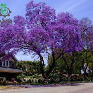 بذر درخت بونسای پالونیا یا درخت پرنسس (paulownia)