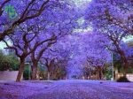 بذر درخت بونسای پالونیا یا درخت پرنسس (paulownia)