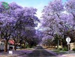بذر درخت بونسای پالونیا یا درخت پرنسس (paulownia)