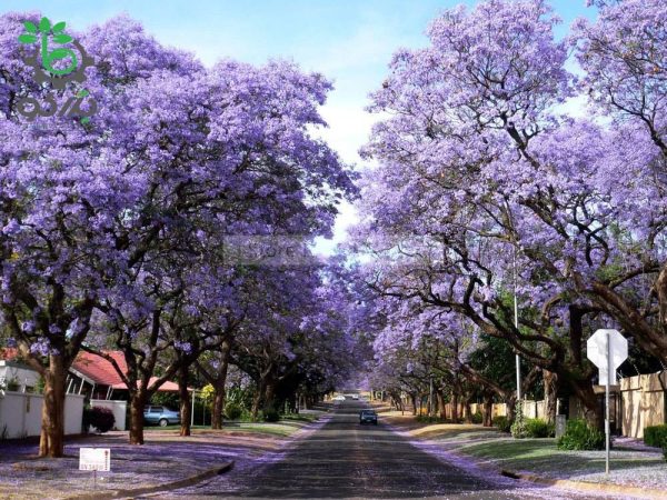 بذر درخت بونسای پالونیا یا درخت پرنسس (paulownia)