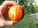 بذر میوه Dudaim Melon یا شمامه (ملون دودایم یا دستنبو دودایم)