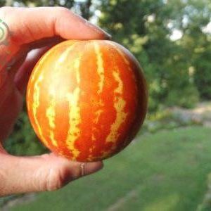 بذر میوه Dudaim Melon یا شمامه (ملون دودایم یا دستنبو دودایم)