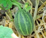بذر میوه Dudaim Melon یا شمامه (ملون دودایم یا دستنبو دودایم)
